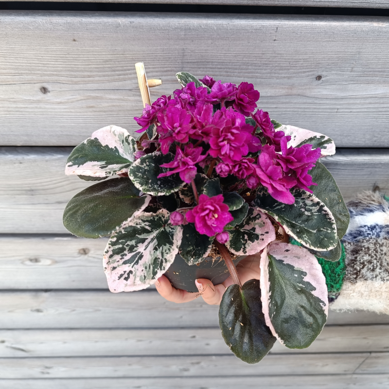 Saintpaulia variegata (Africká fialka) ´HOVARIAGATA´ - kont. C1L, výška 5-15 cm